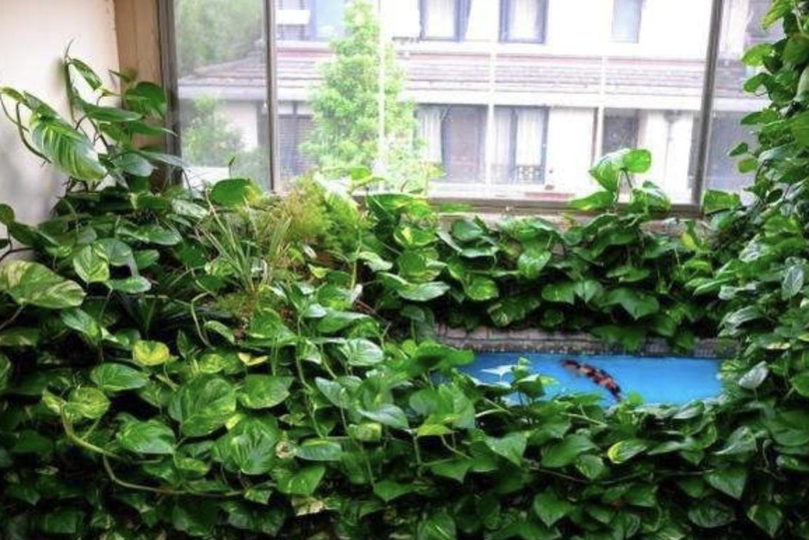 窗台上的绿萝与黑板上的诗