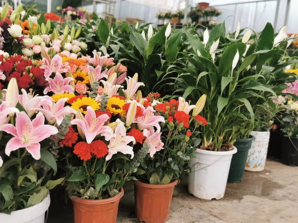 北京鲜花绿植批发