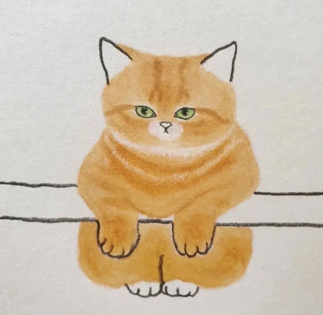 我家猫主子的迷惑行为大赏